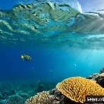 지부티와 홍해 지역의 해양 생태학 - Photorealistic underwater wide-angle scene in the Gulf of Tadjoura near Djibouti, a vibrant shallow ...